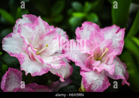 Azalea fleurs blanches tachetées de bords rose Banque D'Images
