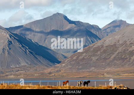 L'Islande dans l'Arnarfjord poneys, du paysage, de l'Islande Westfjords, Atlantique Nord, Europe Banque D'Images