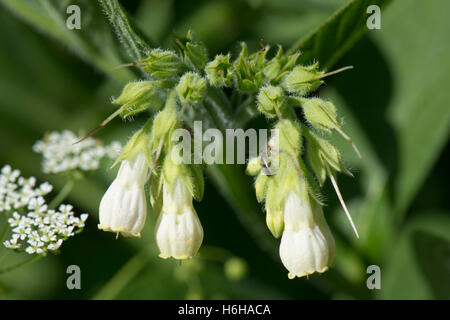 Fleur blanche version de consoude, Symphytum officinale commune, sur la berge du canal, Juillet Banque D'Images