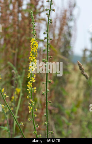 Fleur jaune et graines d'aigremoine, Agrimonia eupatoria, sur downland, West Berkshire, Juillet Banque D'Images