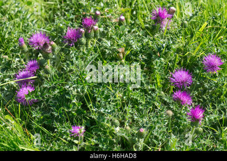 Chardon nain, Cirsium acaule, avec flowerheadson légèrement pétiolées downland, Berkshire, Julky Banque D'Images