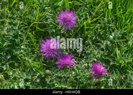 Chardon nain, Cirsium acaule, avec flowerheadson légèrement pétiolées downland, Berkshire, Julky Banque D'Images