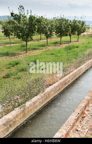 Canal d'irrigation et des arbres fruitiers en ligne Banque D'Images