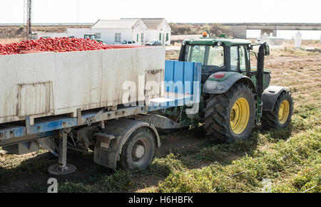 Tracteur transportant des tomates. Journée ensoleillée Banque D'Images