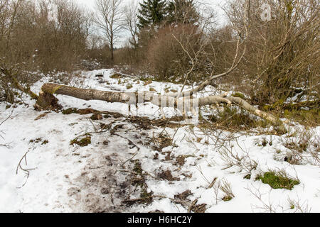 Des marques de morsures de castor sur un arbre dans le Hautes-fagnes, Hautes Vagnes, Hautes Fagnes, l'Eifel Banque D'Images