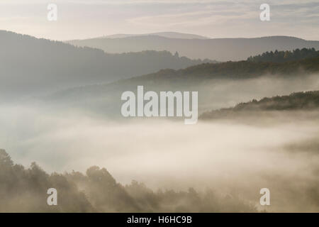 Brouillard dans la forêt d'Irati, Navarre, Espagne. Banque D'Images