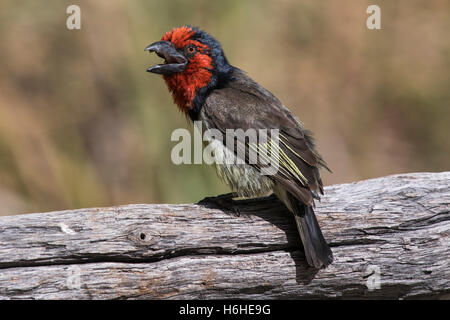 Un collier noir barbet (Lybius torquatus) sitting on tree trunk, Moremi, Okavango Delta, Botswana Banque D'Images