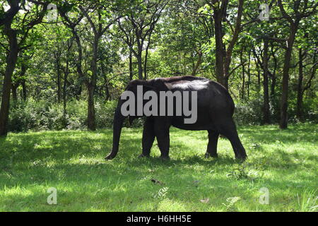 Wild Asian Elephant Elephant indien marche à travers la forêt de Bandipur National Park dans la région de Karnataka Inde Banque D'Images