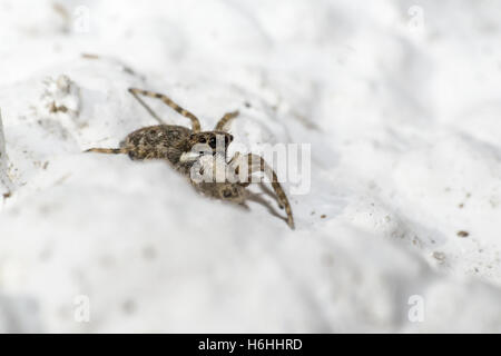 Portrait d'une araignée zèbre Banque D'Images