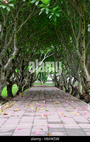 Plumeria ou Templetree sur marbre fleurs frangipaniers et tunnel à Nan, Thaïlande Banque D'Images