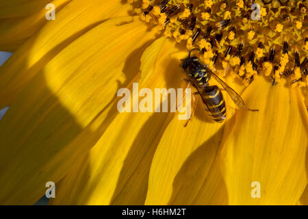 Bee pollen recueille sur un tournesol fleur Banque D'Images