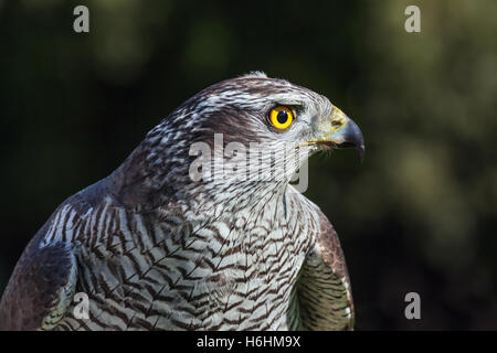 Autour des palombes femelle close-up Banque D'Images