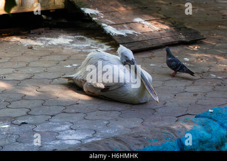 Pélican frisé (Pelecanus crispus). Des animaux de la faune. Dans le zoo de la famille des pélicans Banque D'Images