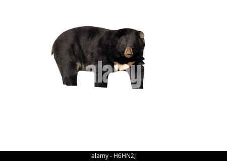 Ours noir d'Asie, Ursus thibetanus, mammifère unique dans l'eau Banque D'Images
