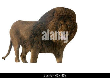 Barbary lion, Panthera leo leo, mammifère unique sur l'herbe Banque D'Images