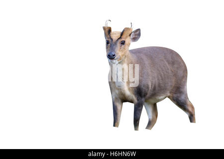 Muntiacus reevesi, muntjac chinois, homme, au Pays de Galles Banque D'Images