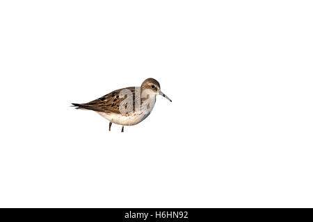 Bécasseau à croupion blanc, Calidris fuscicollis), New York, USA, l'été Banque D'Images