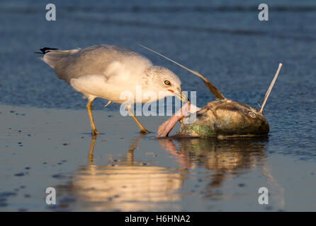 Le goéland à bec cerclé (Larus delawarensis) manger du poisson-chat mort au bord de l'Atlantique littoral, Galveston, Texas, États-Unis Banque D'Images