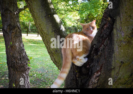 Chat domestique perché sur un arbre Banque D'Images