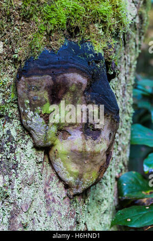La ressemblance du visage dans un champignon sur un arbre Banque D'Images