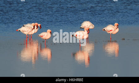 Plus de flamants roses (Phoenicopterus roseus) dans les eaux peu profondes, Afrique du Sud Banque D'Images