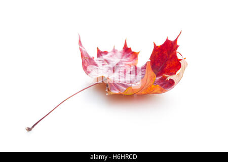 Des feuilles d'automne colorées isolé sur fond blanc. Banque D'Images