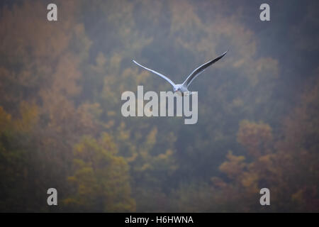 Mouette en vol sur un jour brumeux avec bois d'automne dans l'arrière-plan Banque D'Images