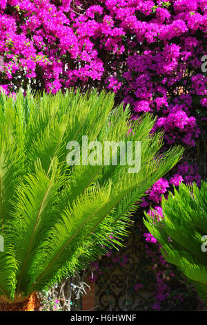 Tropical, vert, motif, fleur, arbre, feuille, pétale, nature, plante, fougère, jardin, beauté, décoration, Dave, de l'écologie, de l'horizontale. Banque D'Images