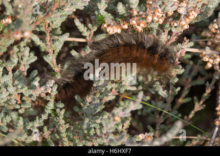 Grand Fox Moth Macrothylacia rubi (caterpillar) sur la bruyère plante dans Surrey, Angleterre Banque D'Images