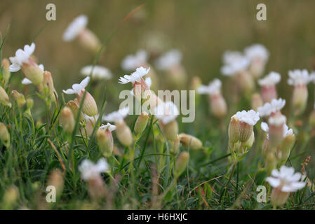 La silène, Silene vulgaris. Banque D'Images