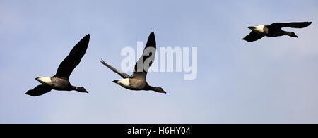 La Bernache cravant en vol, Branta bernicla. Banque D'Images