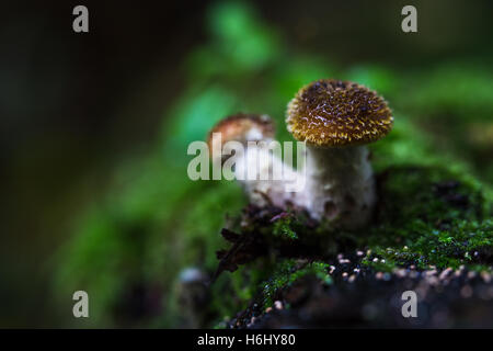 Les champignons sur le sol forestier à Brockholes réserve naturelle des zones humides et de forêts près de Preston, Lancashire. Banque D'Images