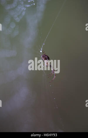 Close-up d'une araignée sur sa toile couverte de rosée dans les zones humides et forestiers Brockholes à réserver près de Preston. Banque D'Images