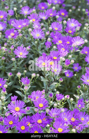 Amelius Aster 'Violet Queen' fleurs. Banque D'Images