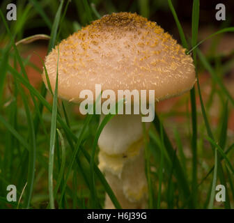 Wimbledon, Londres, Royaume-Uni. 29 octobre, 2016. Rosée du matin avec pelouse imbibée. funghi croissante Credit : Malcolm Park/Alamy Live News. Banque D'Images