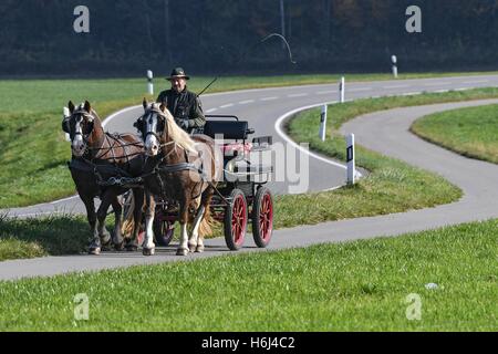 Primisweiler, Allemagne. 29 Oct, 2016. Conducteur de chariot élévateur chevauche son Koebach Richard tiré par deux chevaux de la Forêt-Noire à travers la région de l'Allgaeu près de Primisweiler, Allemagne, 29 octobre 2016. Photo : FELIX KASTLE/dpa/Alamy Live News Banque D'Images