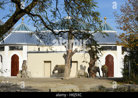 Munich, Allemagne. 28 Oct, 2016. Les éléphants peut être vu dans le soleil en face de l'immeuble rénové à l'ouverture de la maison de l'éléphant au zoo Tierpark Hellabrunn de Munich, Allemagne, 28 octobre 2016. Photo : FELIX HOERHAGER/dpa/Alamy Live News Banque D'Images