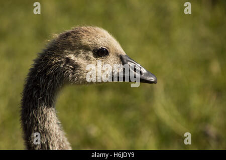Un Close Up Head Shot of a Canadian Goose Gosling avec un fond herbeux. Photographié au niveau de l'oeil, faible profondeur de champ Banque D'Images