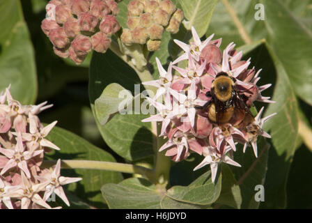 Près d'une abeille recueillir le nectar des fleurs roses d'un plant d'Asclépiade commune Banque D'Images