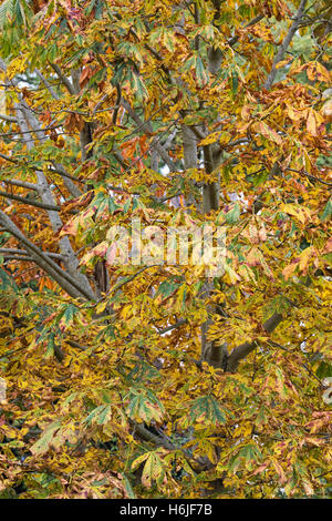 Aesculus hippocastanum. Le Marronnier d'arbre en automne. Banque D'Images