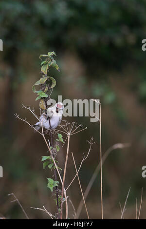Les cochenilles (commune) Sizerin flammé (Carduelis flammea) Banque D'Images