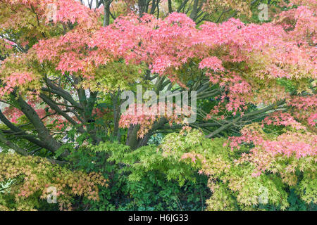 L'Arboretum National de Westonbirt,, est situé près de Tetbury, Gloucestershire et gérés par la Commission forestière. Banque D'Images