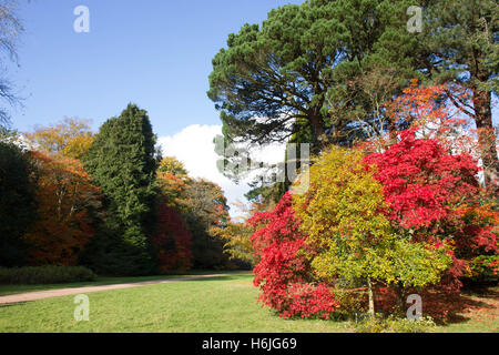 L'Arboretum National de Westonbirt,, est situé près de Tetbury, Gloucestershire et gérés par la Commission forestière. Banque D'Images