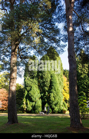 L'Arboretum National de Westonbirt,, est situé près de Tetbury, Gloucestershire et gérés par la Commission forestière. Banque D'Images