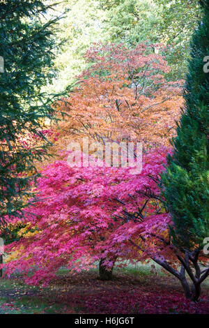 L'Arboretum National de Westonbirt,, est situé près de Tetbury, Gloucestershire et gérés par la Commission forestière. Banque D'Images