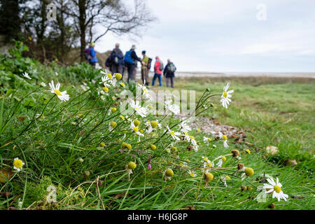 Camomille (Matricaria maritima mer) fleurs en croissance par le chemin de la côte autour de quai rouge Bay, île d'Anglesey, au Pays de Galles, Royaume-Uni, Angleterre Banque D'Images