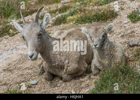 Bighorn (Ovis canadensis) et l'agneau brebis reposant sur la toundra alpine Mount Evans Wilderness Area, Rocky Mountains, Colorado USA Banque D'Images