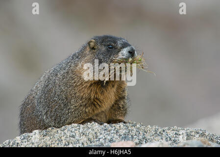 À ventre jaune (Marmota flaviventris) transportant le matériel du nid, Mt Evans, réserve intégrale, montagnes Rocheuses, W USA Banque D'Images