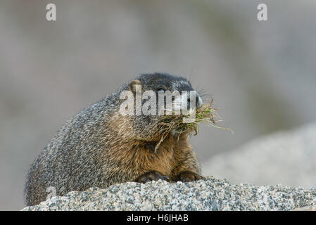 À ventre jaune (Marmota flaviventris) transportant le matériel du nid, Mt Evans, réserve intégrale, montagnes Rocheuses, W USA Banque D'Images