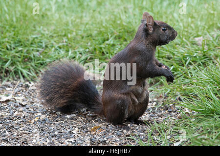 Fox est l'Écureuil roux (Sciurus niger), la phase noire, manger des graines d'oiseaux sur le sol près de l'alimentation, de l'automne, en Amérique du Nord E Banque D'Images